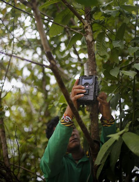 Nova Economia da Amazônia WRI Brasil