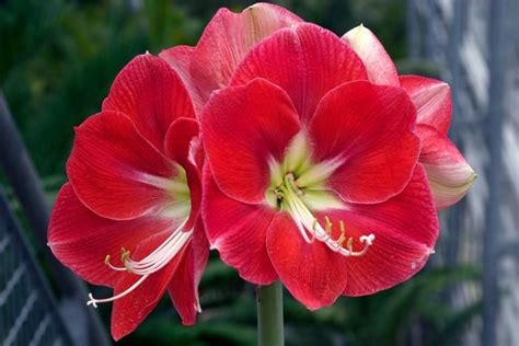 20 Stunning Amaryllis Varieties | When to plant bulbs, Amaryllis plant ...