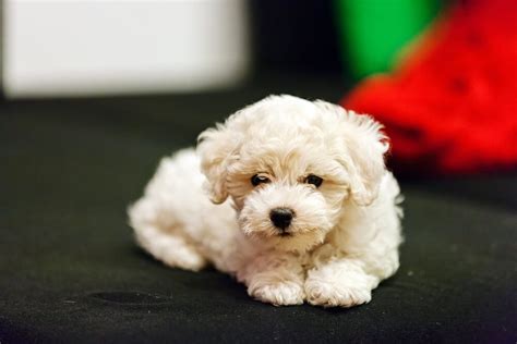 All You Need to Know About Your Bichon Frise Puppy - Veterinarians.org