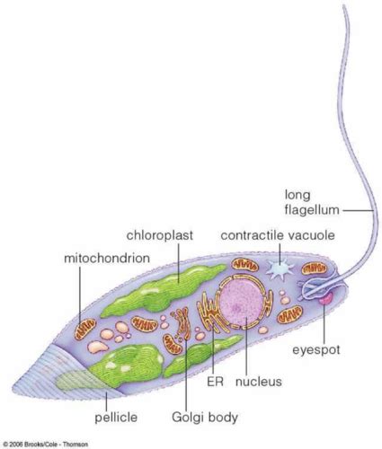 Biology II The Protists Flashcards Quizlet