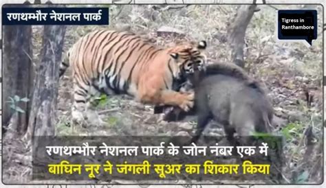 Ranthambore National Park The Video Of Tigress Noor Hunting Wild Boar At Sawai Madhopur Goes