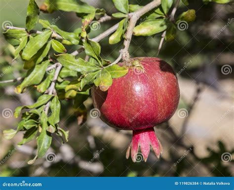 Ripe Red Pomegranate Hanging On A Branch Stock Photo Image Of