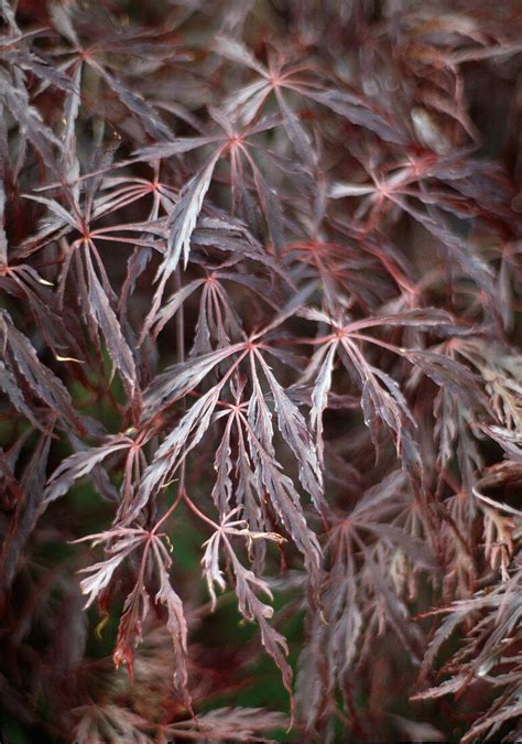 Acer Palmatum Bild Kaufen Gartenbildagentur Friedrich Strauss