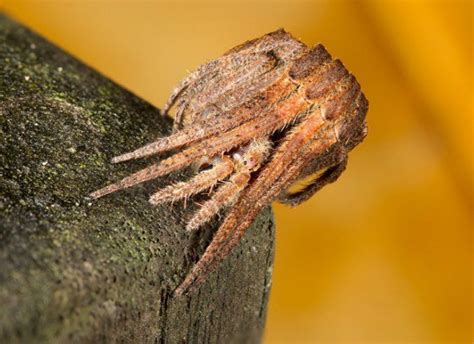 Tree Stump Spider This Spider Definitely Has One Of The Best Forms Of