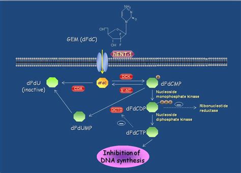 Cellular Metabolism Of Gemcitabine Dfdc Gemcitabine Dfdu