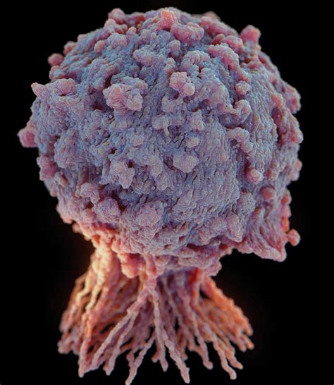 Tumor Cell Render test on Behance