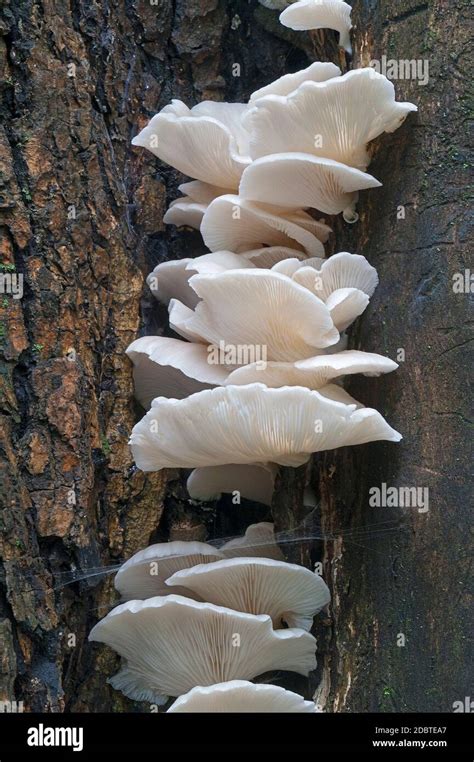 Indian Oyster Pleurotus Pulmonarius Called Italian Oyster Phoenix