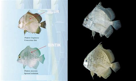 Kenali Dua Spesies Utama Ikan Daun Baru Umpan