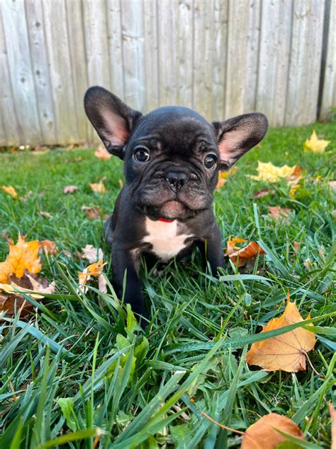 Two Handsome 8 Week Old Frenchie Puppies Available Nov 14th Dogs