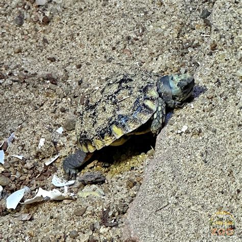 African Tortoise Hatches at Zoo