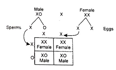 Explain The Rnechanism Of Sex Determination In Insects Like Drosophila