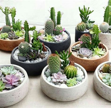 cactus dishes con imágenes Jardinería en macetas Plantas Suculentas