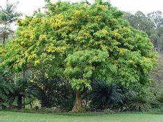 17 Philippine Native Trees ideas | philippine, trees to plant, forest ...