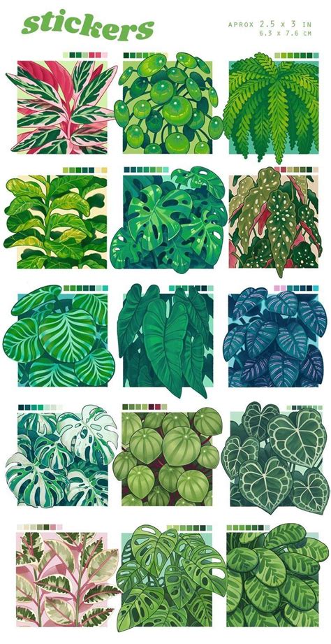 Begonia Leaf Species Varieties Illustration Leaves Painting Art Print