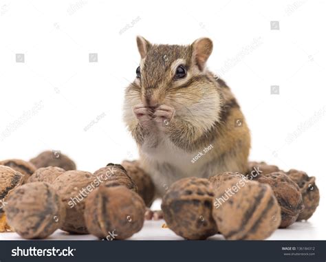 Chipmunk Eating Walnut Stock Photo Edit Now 136184312