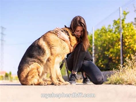 German Shepherd Behavior: Their Strange Quirks Explained