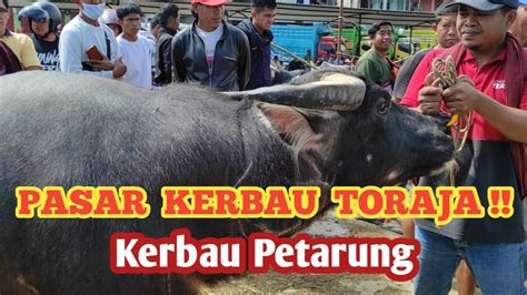 Pasar Kerbau Toraja Kerbau Petarung Youtube