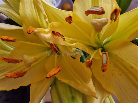 Yellow Flower Bunch Petals Stamens And Pistil Macro Lily Photo