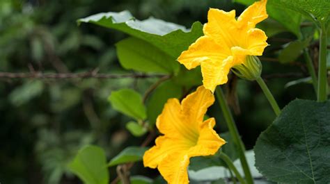 Flores De Calabaza Cómo Cultivarlas En Una Maceta