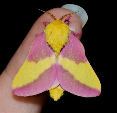 Anisote De L Rable Ce Magnifique Papillon De Nuit Se Distingue Par