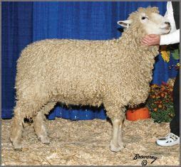 Lincoln Sheep | Canadian Co-operative Wool Growers Limited