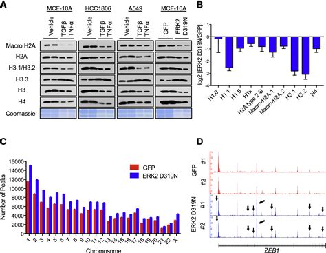 Dynamic Incorporation Of Histone H Variants Into Chromatin Is