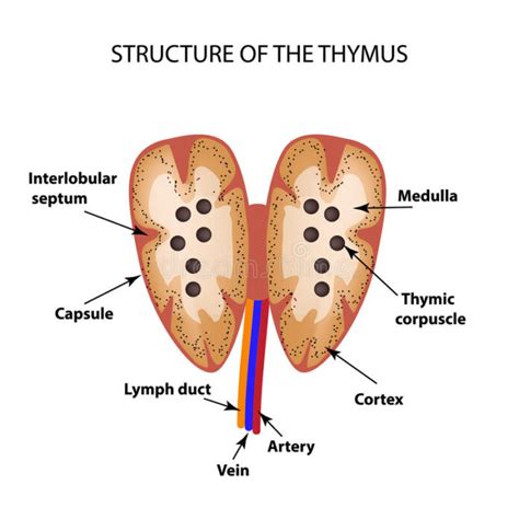 The Thymus | Medika Life :: Understanding Human Anatomy