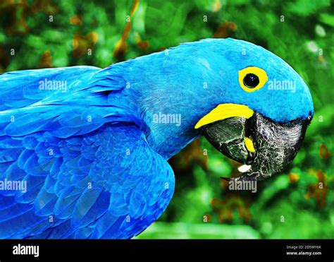 Parrot blue Spix's macaw close up sitting on the tree Stock Photo - Alamy