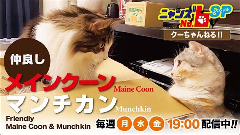 Maine Coon Friendly Maine Coon Munchkin Youtube