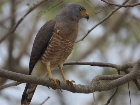 Roadside Hawk from El Chirú Provincia de Coclé Panamá on February 4