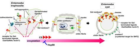 Entamoeba Histolytica Life Cycle Ppt