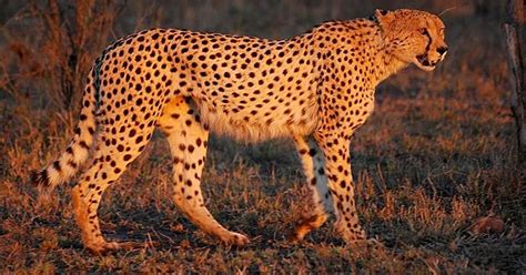 From extinction to re-introduction: Brief history of Indian cheetah