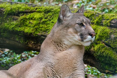 Proteger La Flora Y Fauna Salvaje Es Vital Para La Supervivencia De La