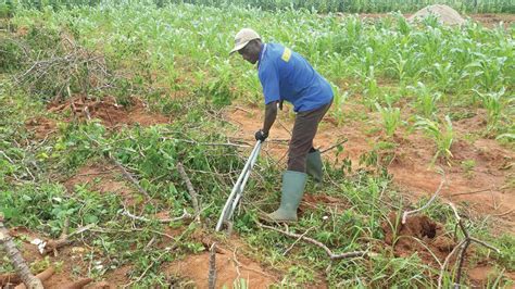 Review Of Various Harvesting Options For Cassava Intechopen