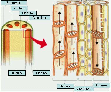 Fisiolog A De La Fertilizaci N Foliar En Las Plantas Principios Y