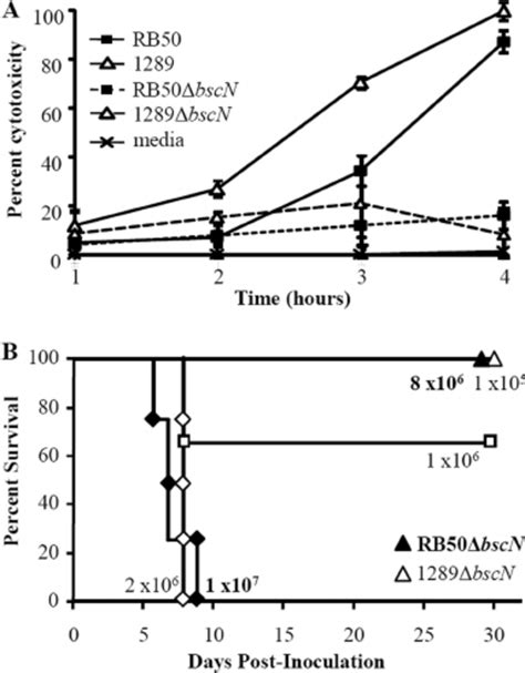 TTSS Mediated Effect On Cytotoxicity And Virulence Of B Bronchiseptica