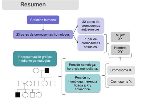 Determinación cromosómica del sexo y Genealogías ppt descargar