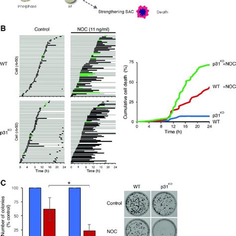 Delay In Spindle Assembly Checkpoint Sac Inactivation Sensitizes