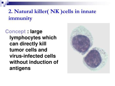 Ppt Innate Immunity Powerpoint Presentation Free Download Id 1351778