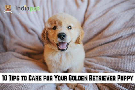 10 Tips To Care For Your Golden Retriever Puppy India Pet