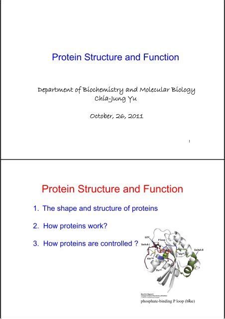 Protein Structure and Function