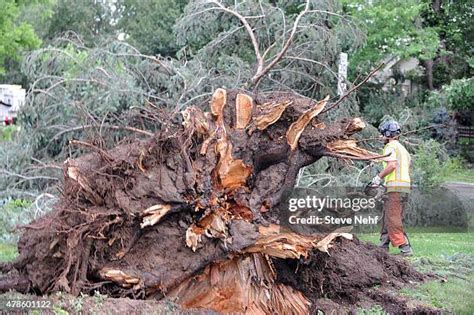 Cutting Down Large Trees Photos and Premium High Res Pictures - Getty ...