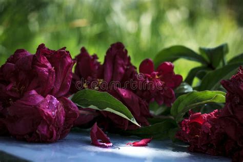 A Bouquet of Peonies on a Purple Photo Background in Summer with a Blurred Background of Lawn ...