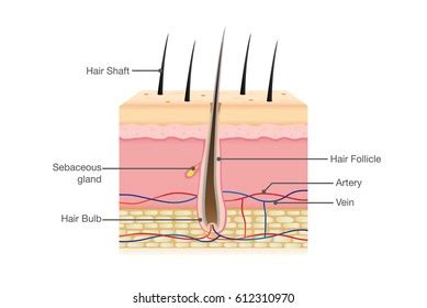 Hair Bulb Diagram