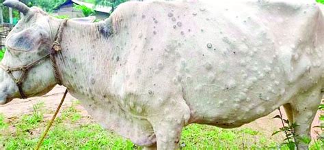 Lumpy Skin Disease An Emerging Transboundary Viral Disease Daily