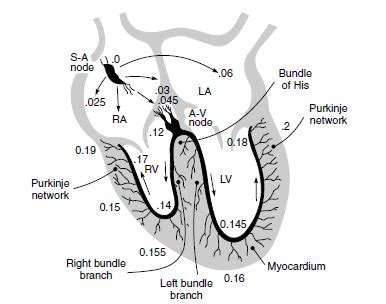 The Basic operation of the Electrocardiogram (ECG)