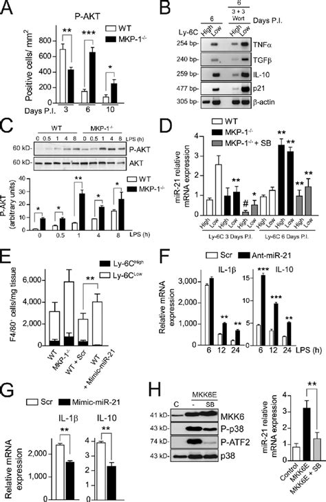 Increased Akt Activity In Mkp 1 Macrophages Is Controlled By