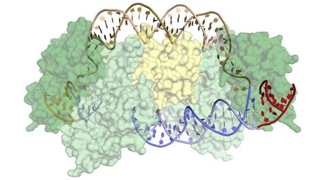 Crispr Target Recognition Mechanism Illuminated Using Data From Als