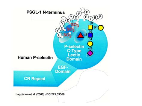 Ppt Principles Of Glycan Recognition Powerpoint Presentation Free