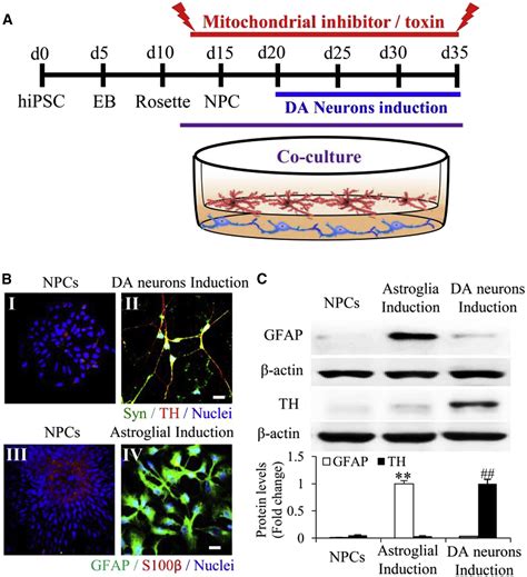 Astrocytes Attenuate Mitochondrial Dysfunctions In Human Dopaminergic